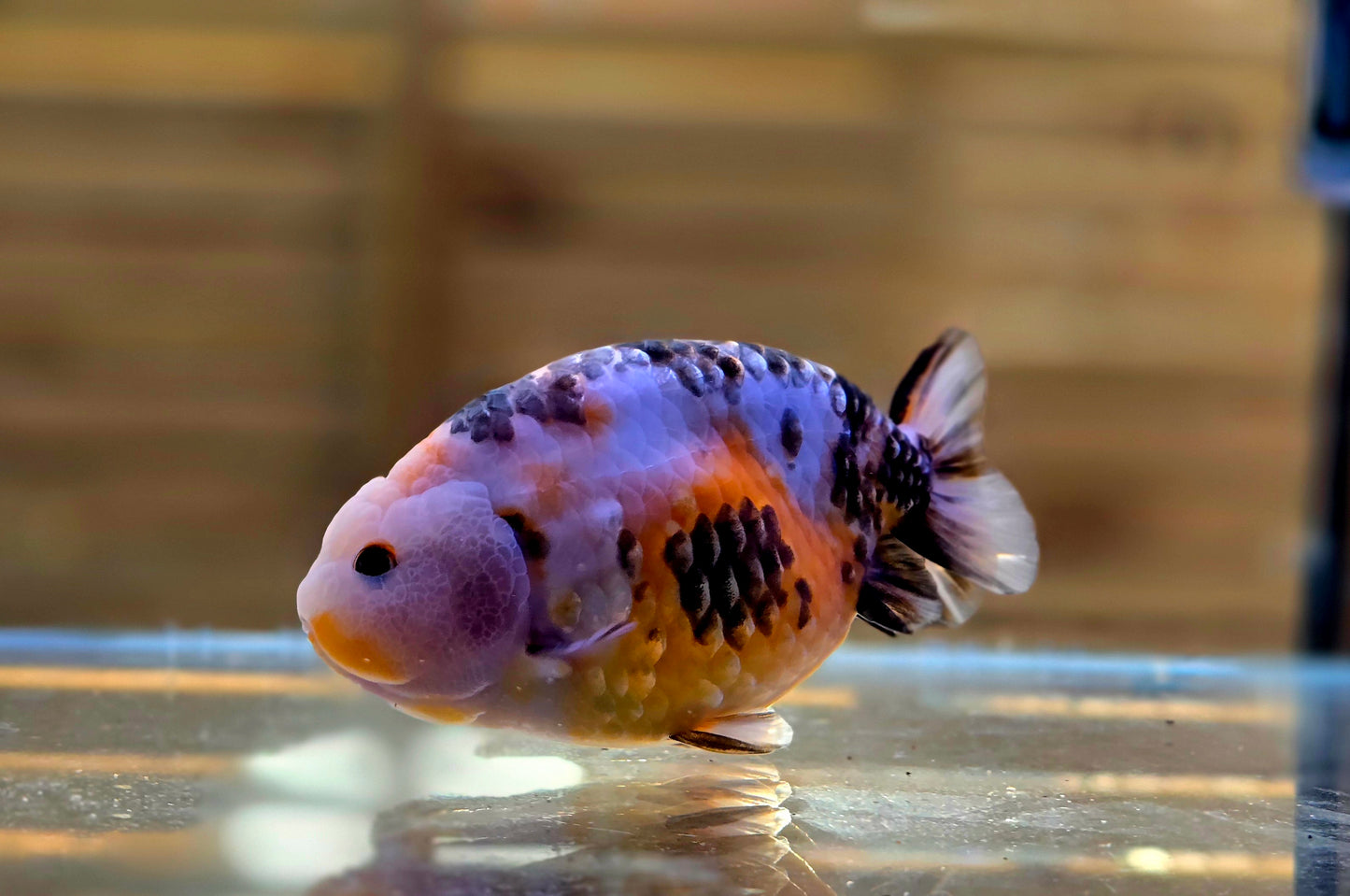 Calico Ranchu J26023
