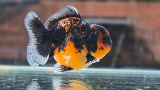 Shogun Short Tail Oranda June005