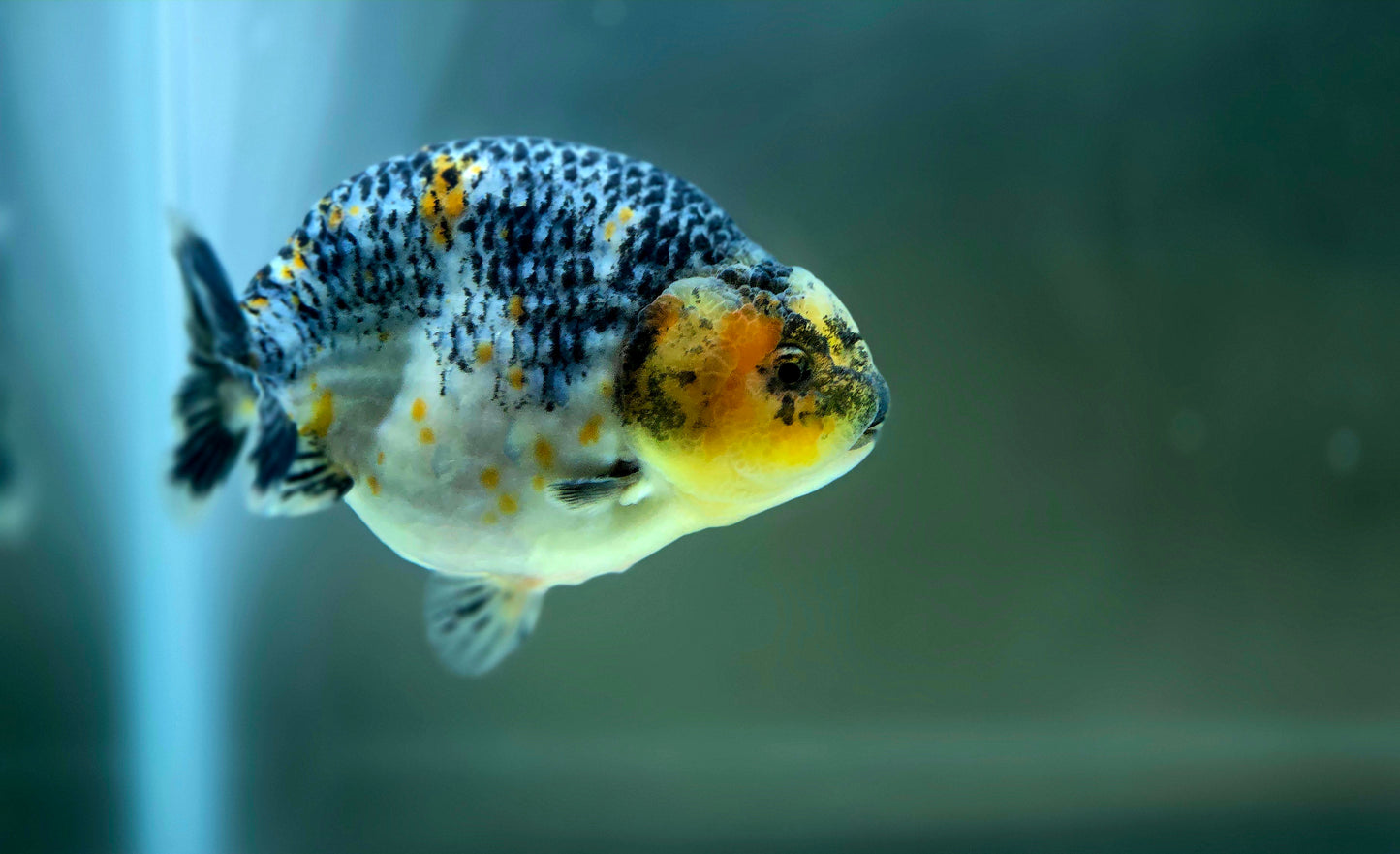 HQ Ranchu July2625 T1