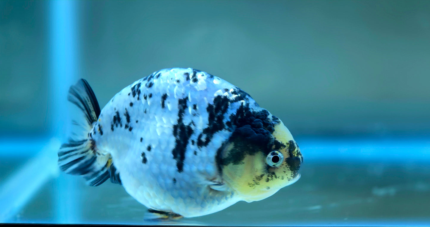 HQ Ranchu July2621 T1