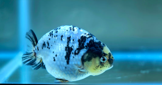 HQ Ranchu July2621 T1