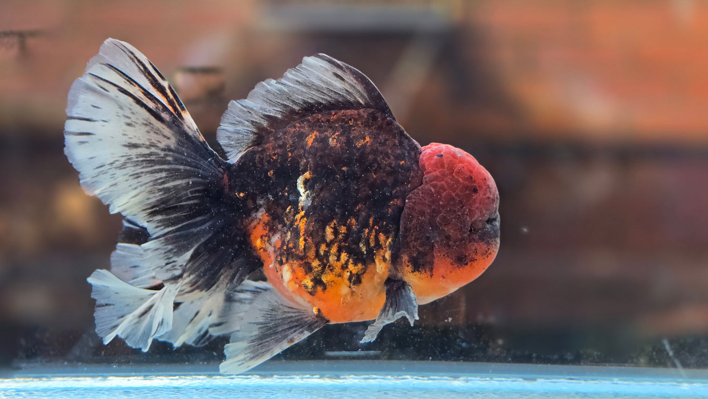 Jumbo Oranda Dec003