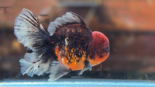 Jumbo Oranda Dec003