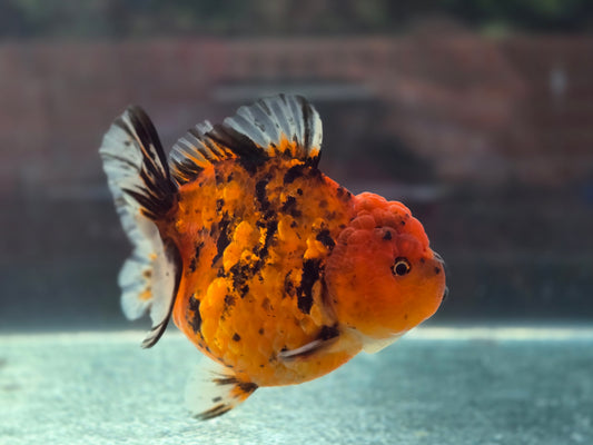 HQ Short Tail Oranda Sep006