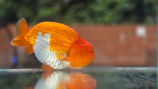 Buffalo Ranchu June34