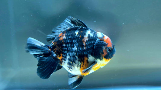 VHQ Jumbo Calico Oranda July2609 T5