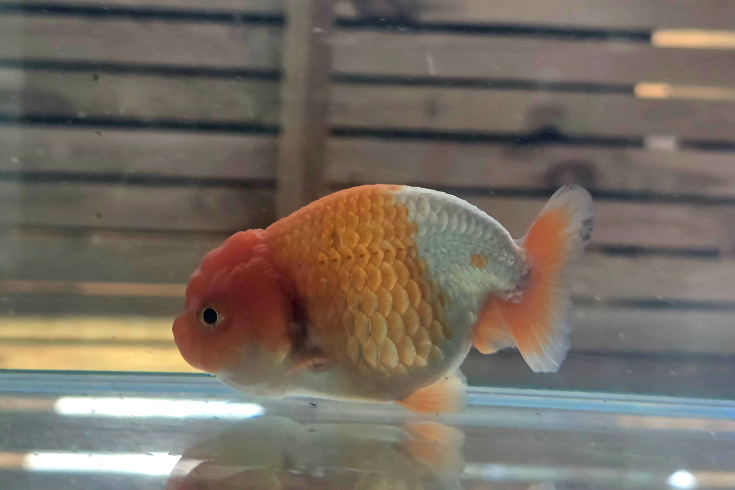 Ranchu A003
