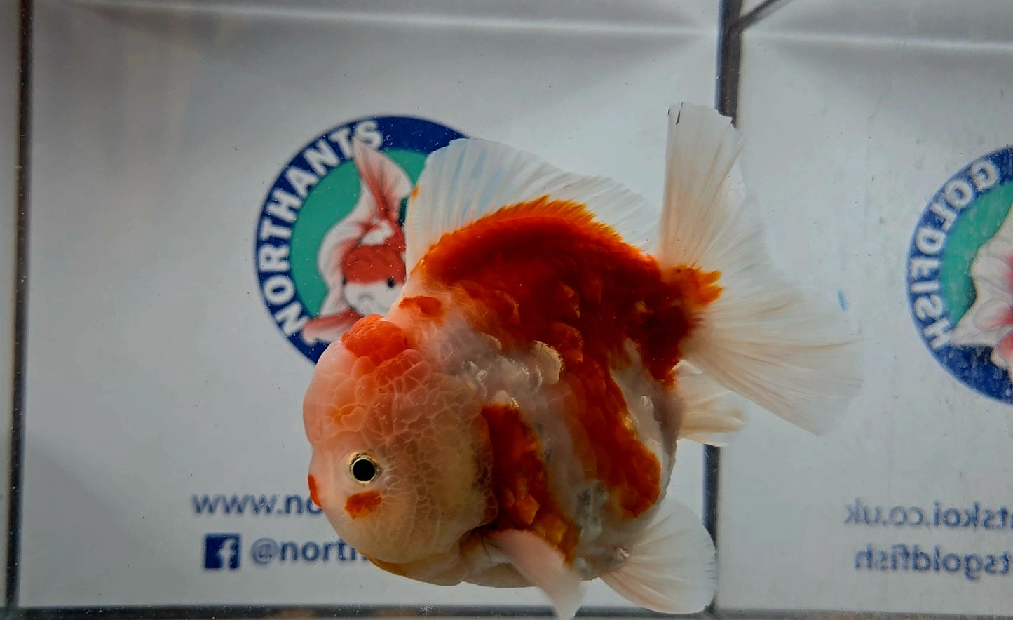 Sakura Oranda Aug001