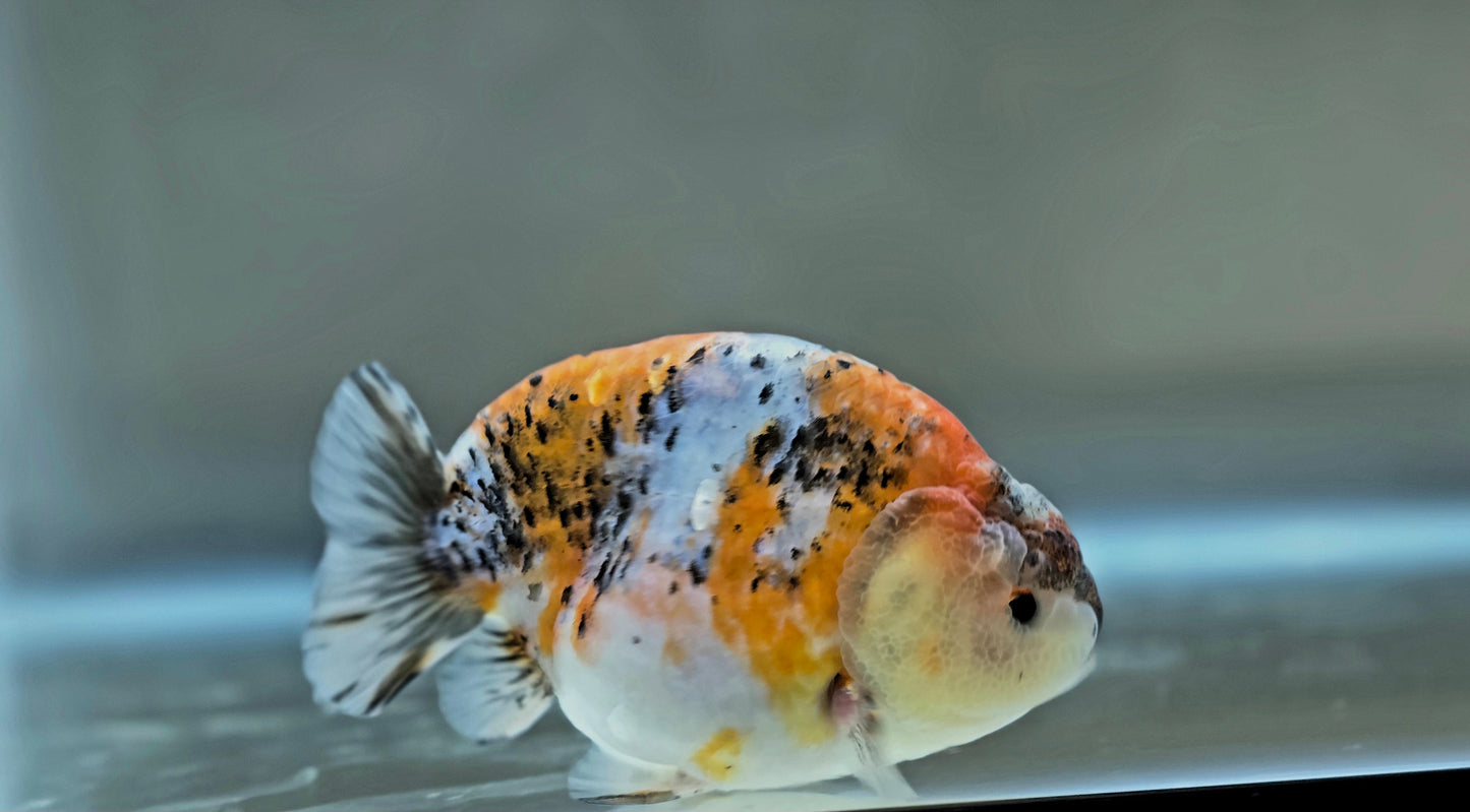 HQ Ranchu July2658 T2