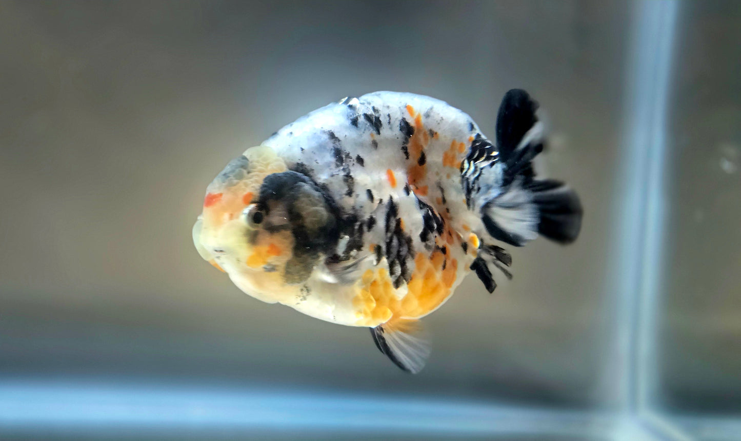 HQ Ranchu July2656 T2