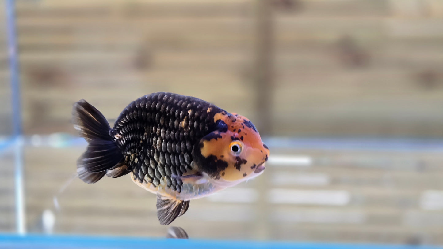 Ranchu J26045