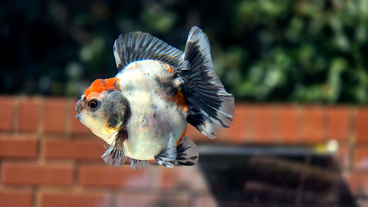 HQ Shogun Oranda July2652 C3
