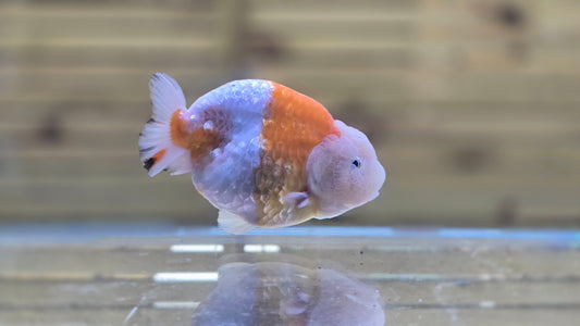 Ranchu J26033