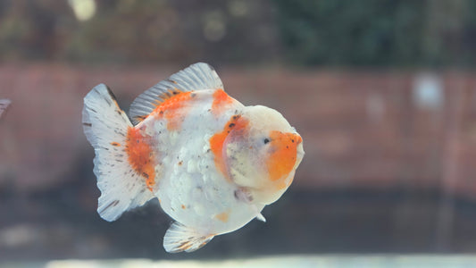 VHQ Shogun Oranda July003