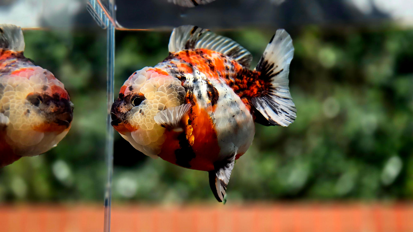 VHQ Jumbo Calico Oranda July2612 T6
