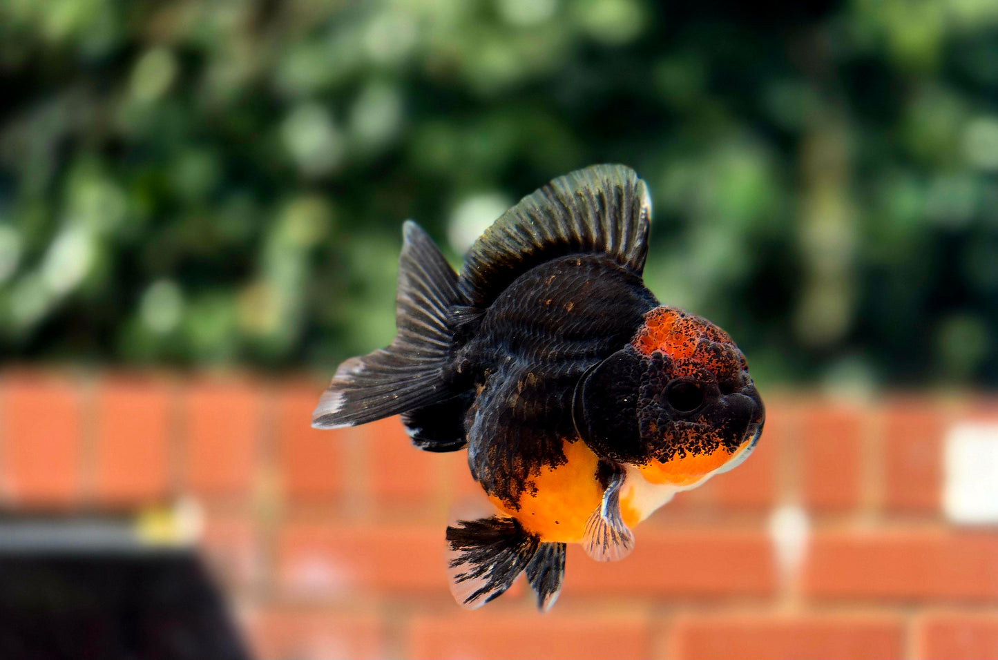 HQ Shogun Oranda July2648 C2