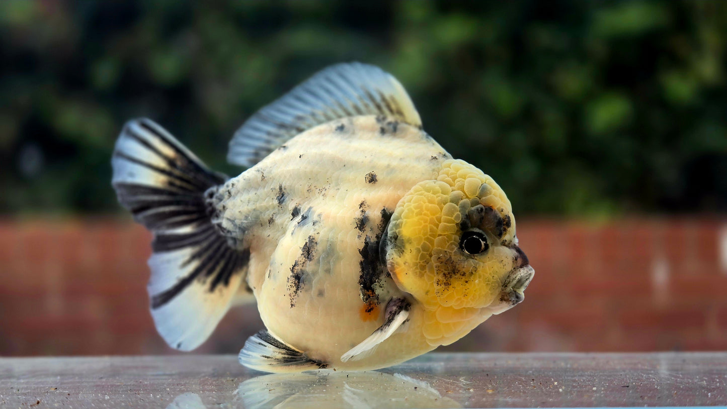 HQ Jumbo Oranda Aug2601P1