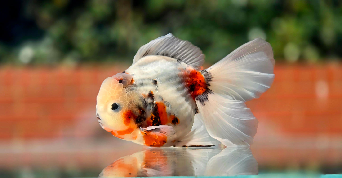 VHQ Jumbo Calico Oranda July2616 T4