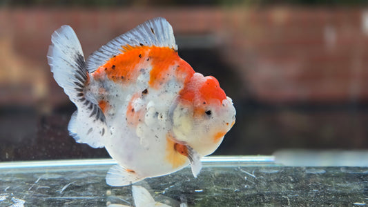 VHQ Shogun Oranda July001