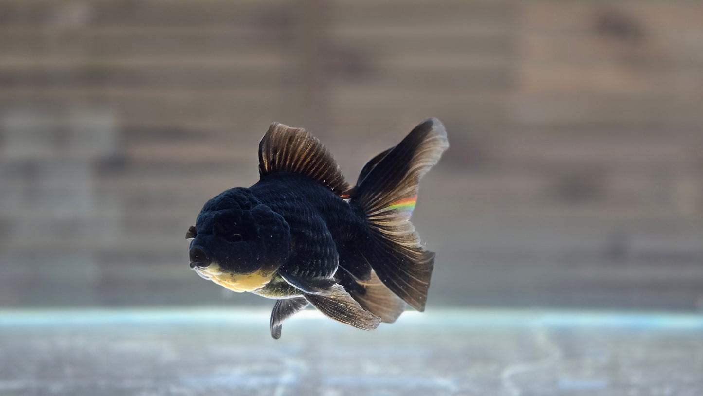 Black Oranda May016