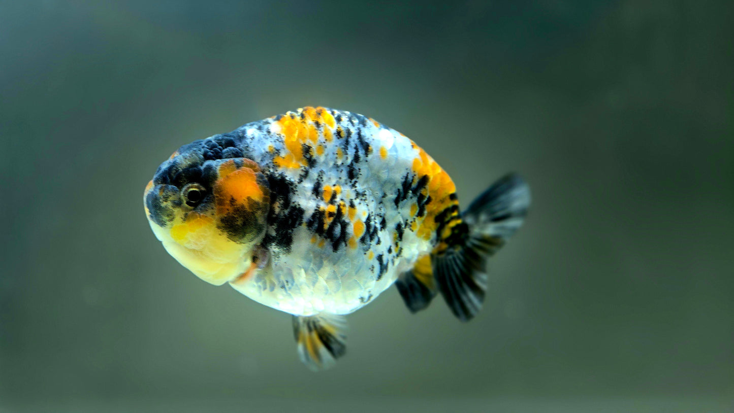 HQ Ranchu July2627 T1
