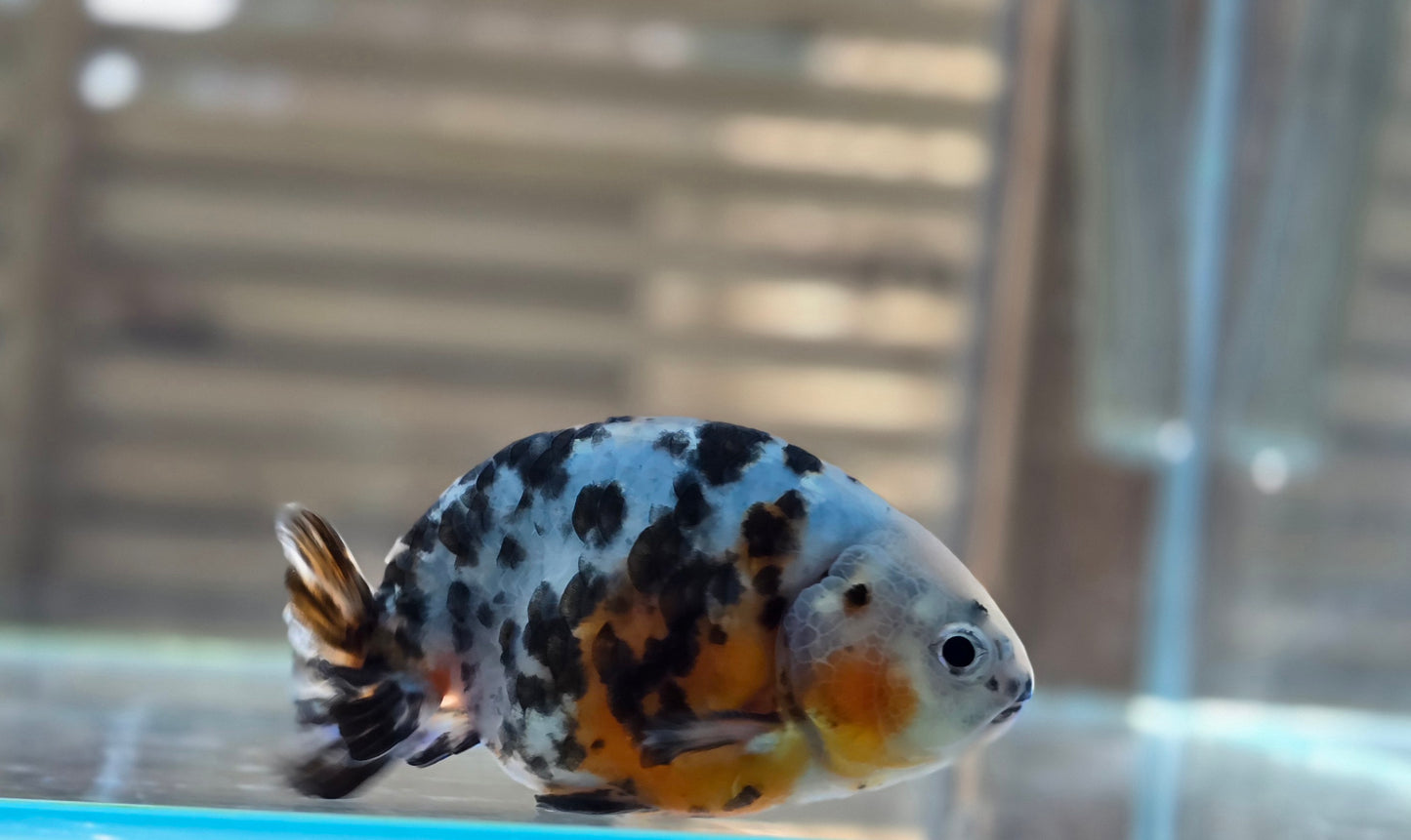 Calico Ranchu May001
