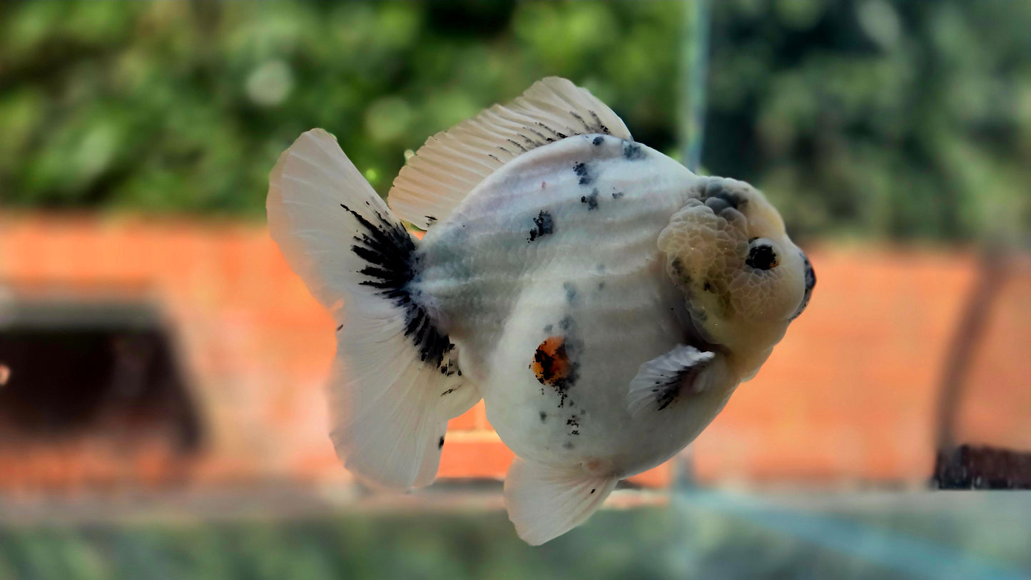 VHQ Jumbo Calico Oranda July2629 P