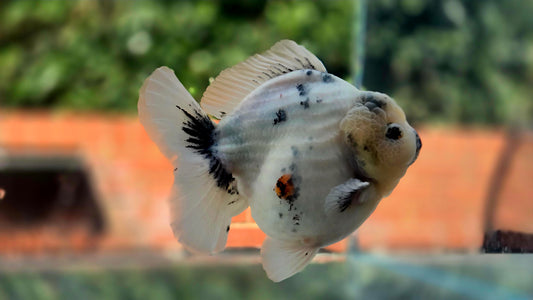 VHQ Jumbo Calico Oranda July2629 P