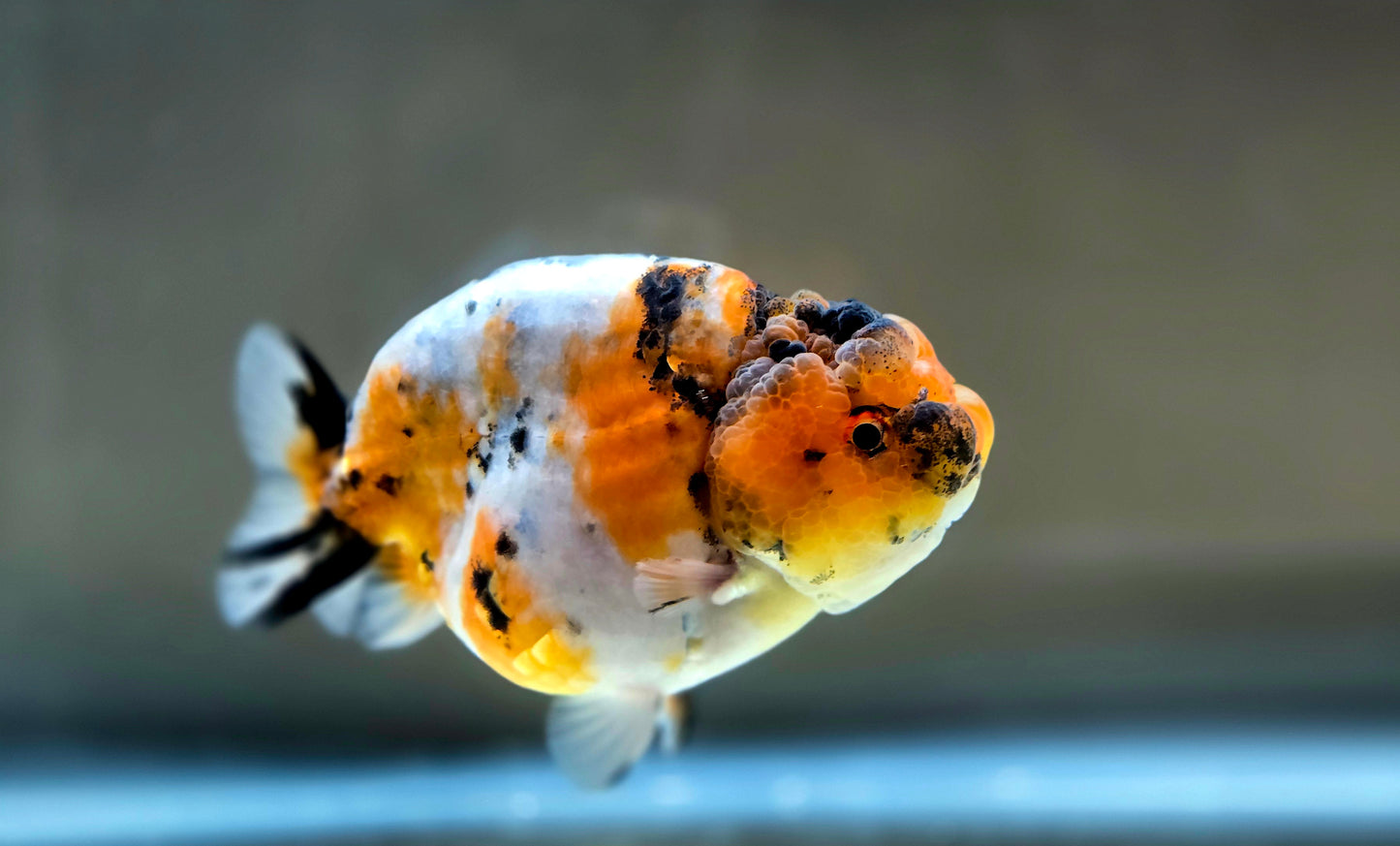 HQ Ranchu July2660 T2