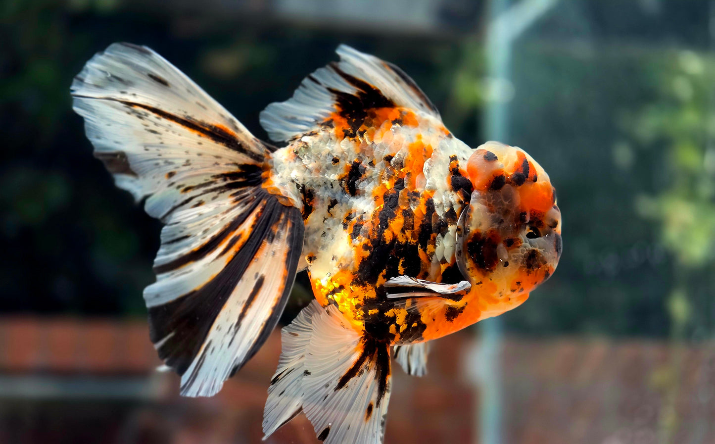 VHQ Jumbo Calico Oranda July2601 P