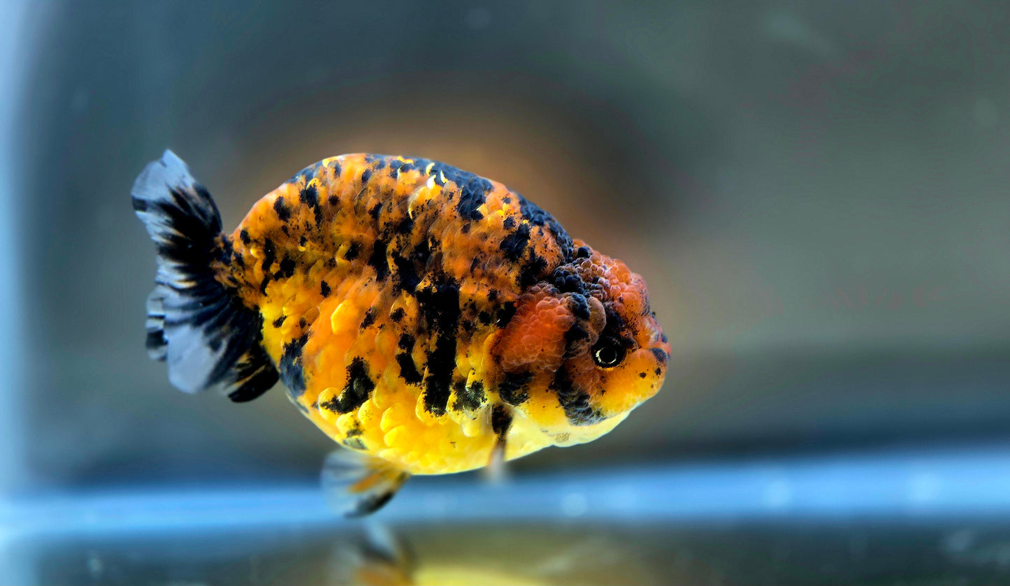 HQ Ranchu July2636 T1