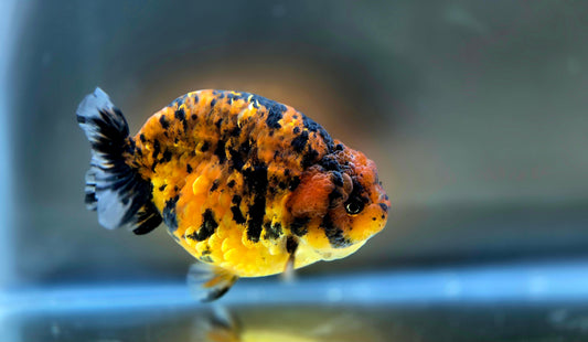 HQ Ranchu July2640 T1