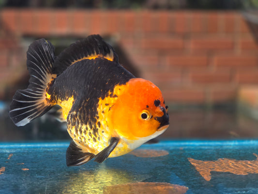 HQ Oranda Aug002