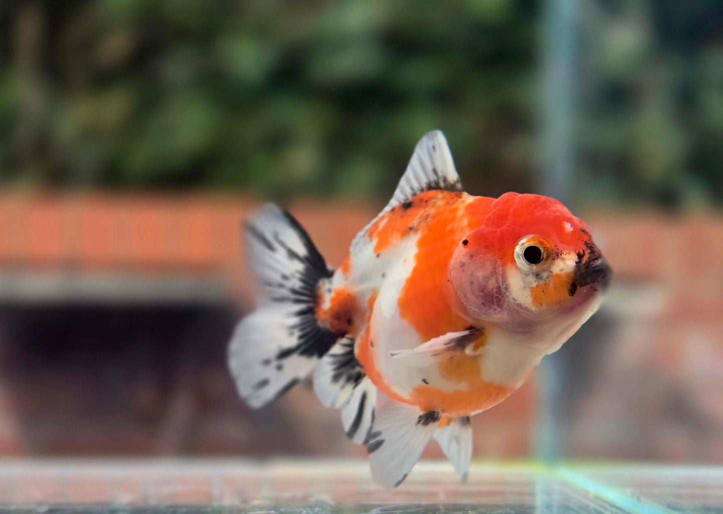 HQ Shogun Oranda July2664 C3