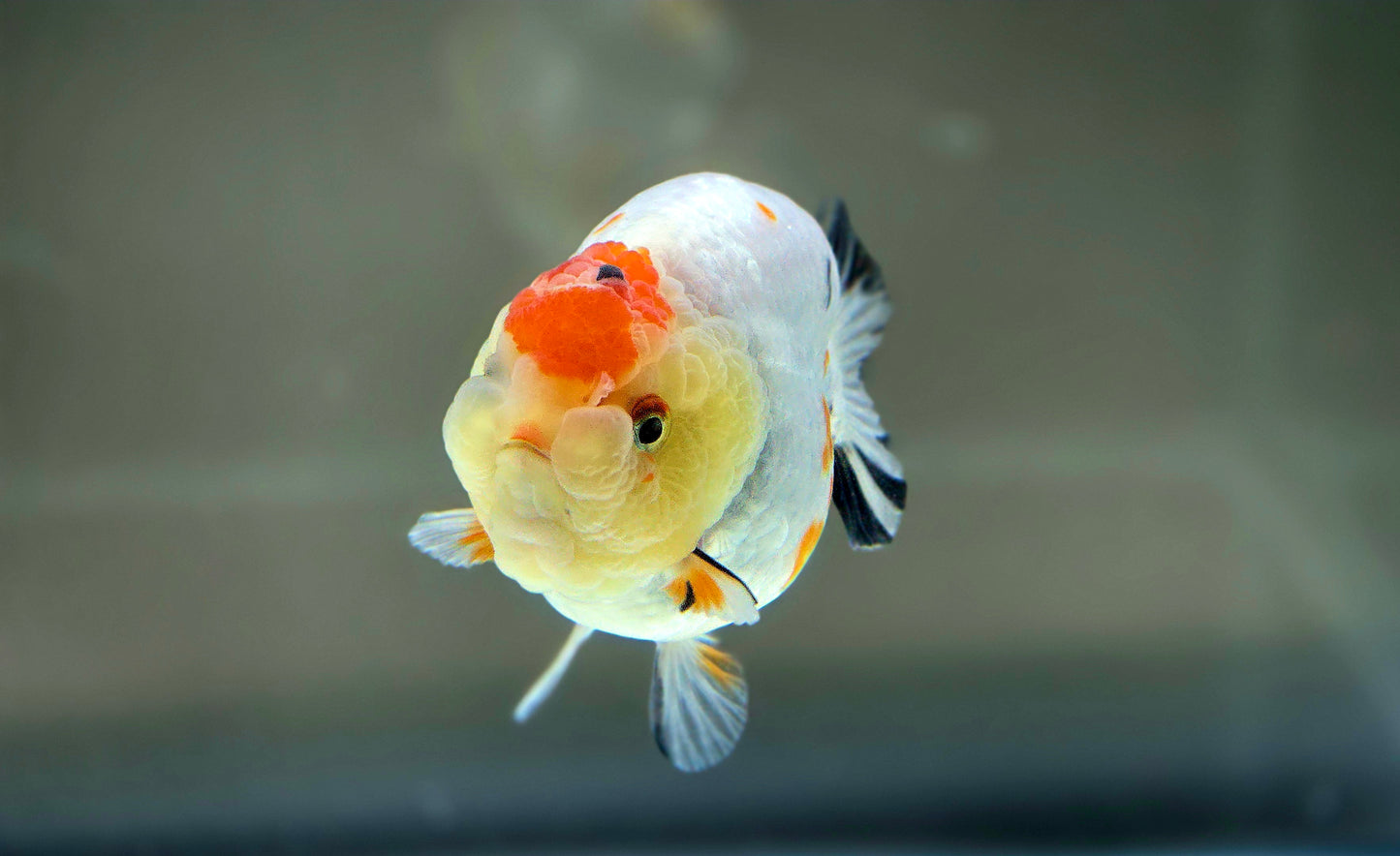 HQ Ranchu July2635 T1
