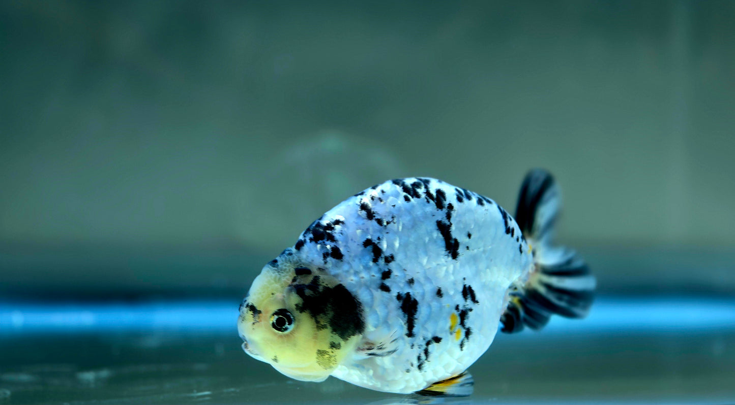 HQ Ranchu July2621 T1