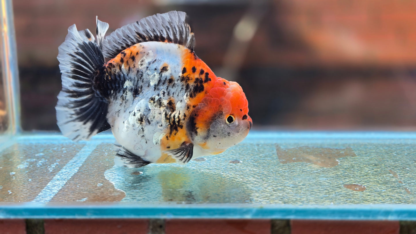 Jumbo Oranda Dec006