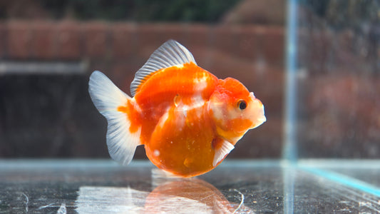 Shogun Short Tail Oranda June007
