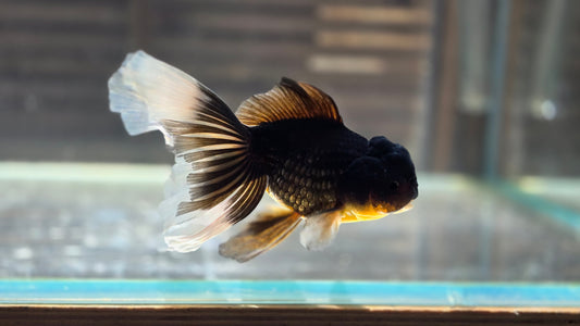 Black Oranda May013