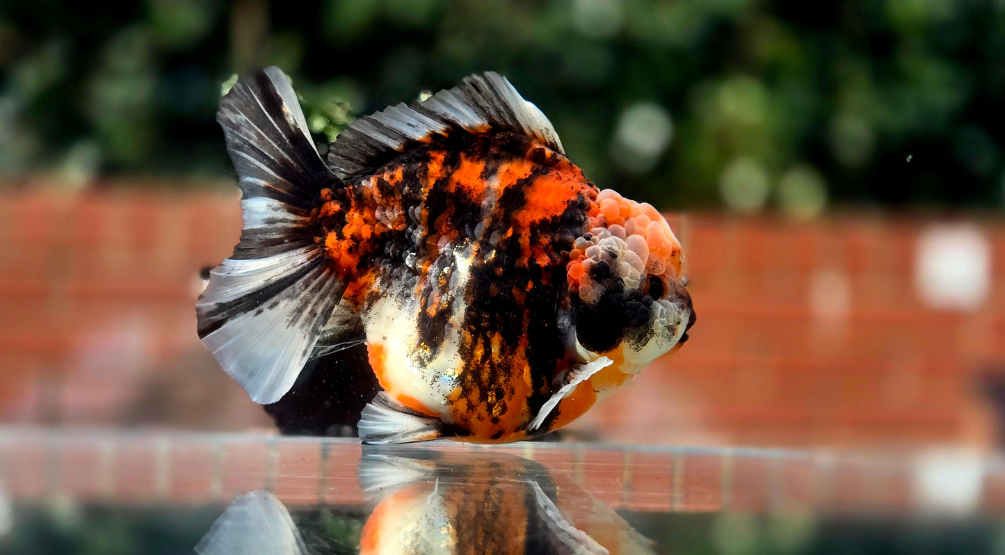 VHQ Jumbo Calico Oranda July2617 T3