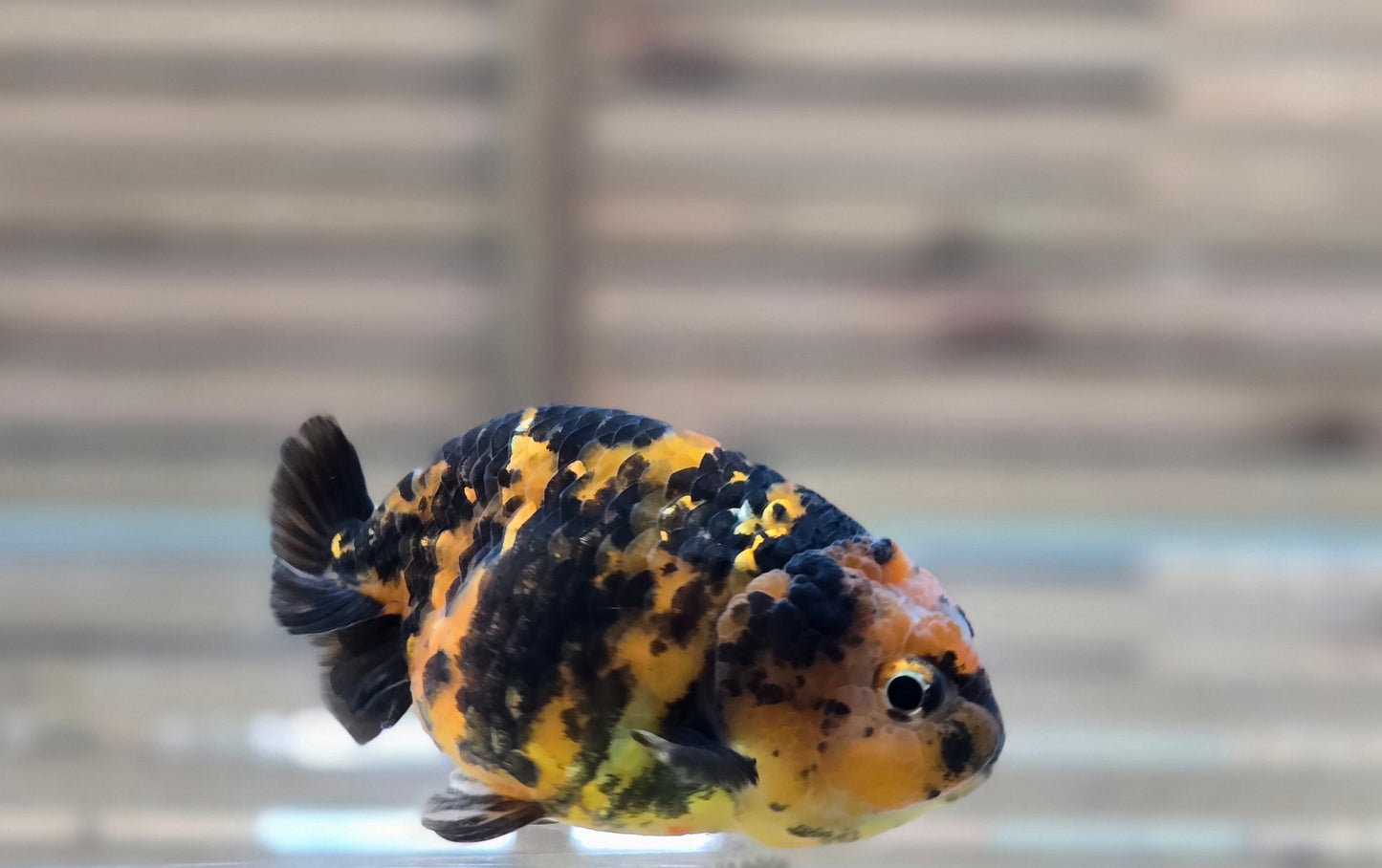 Calico Ranchu May003