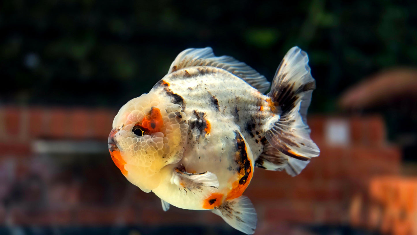 VHQ Jumbo Calico Oranda July2602 P