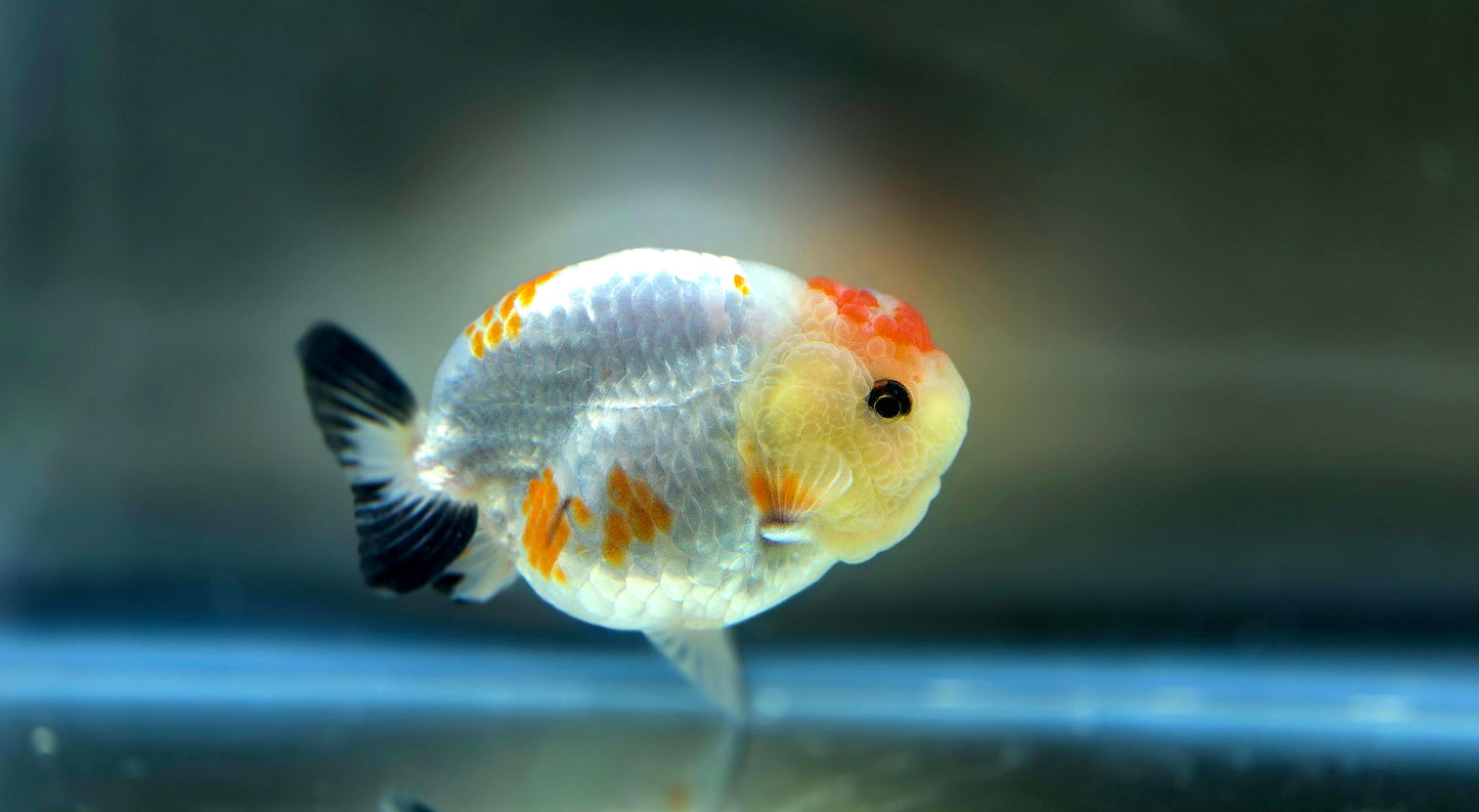 HQ Ranchu July2635 T1