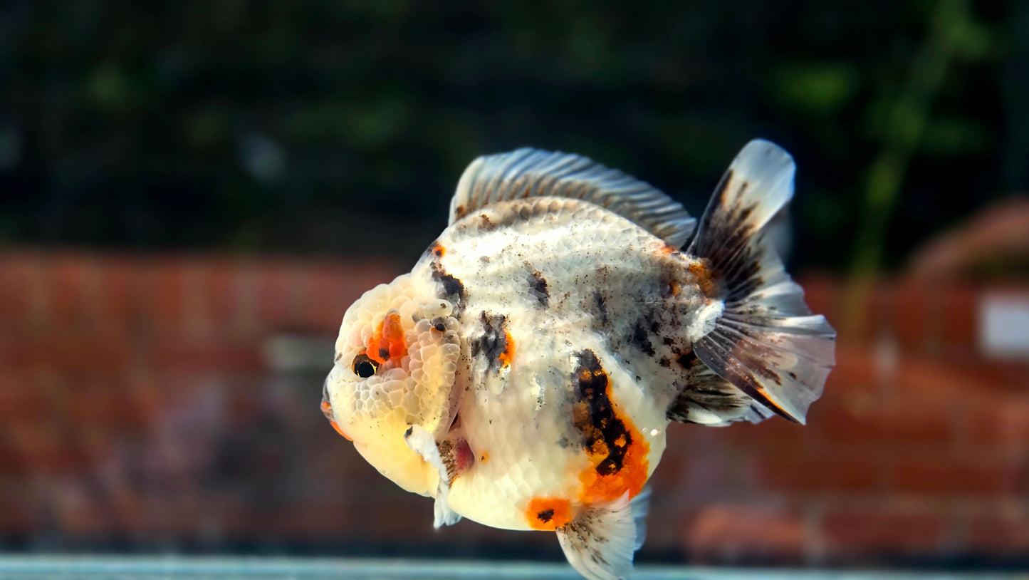 VHQ Jumbo Calico Oranda July2602 P