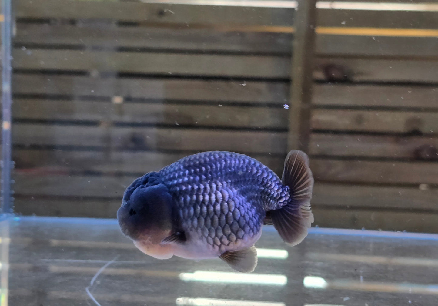 Ochiba Ranchu J26001