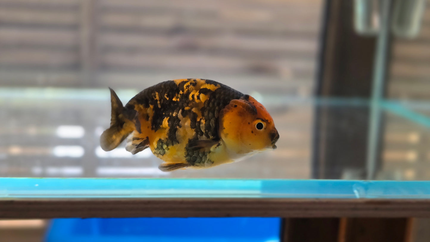 Calico Ranchu May011