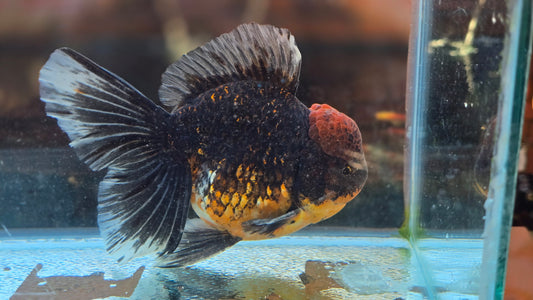 Jumbo Oranda Dec004