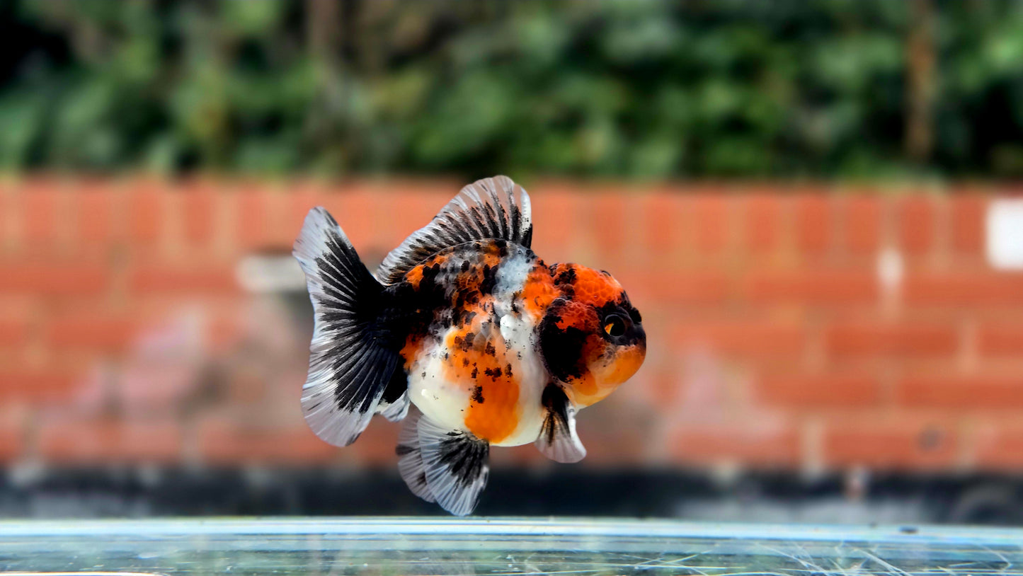 HQ Shogun Oranda July2665 C3