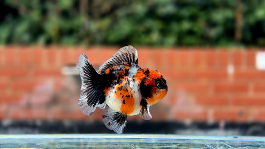 HQ Shogun Oranda July2665 C3
