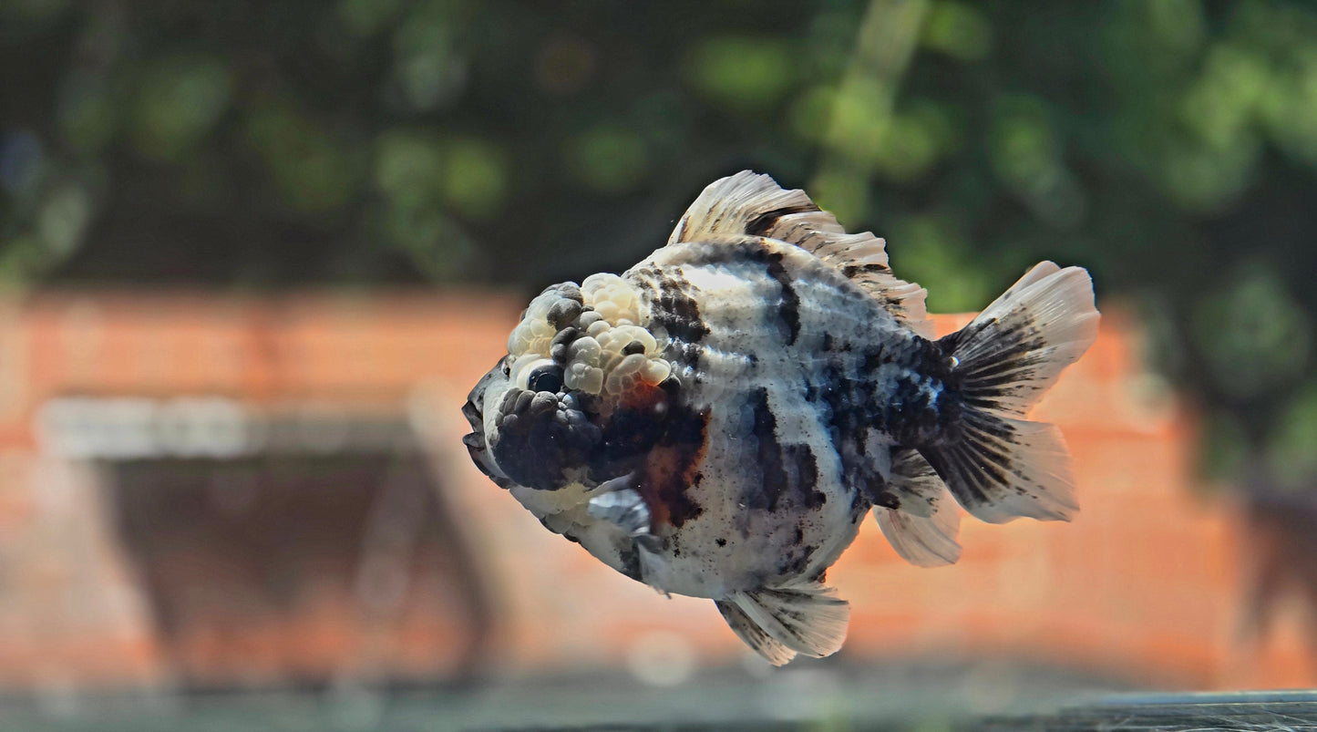 VHQ Jumbo Calico Oranda July2611 T6